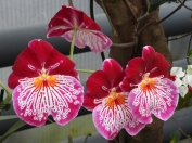 Orhidejas